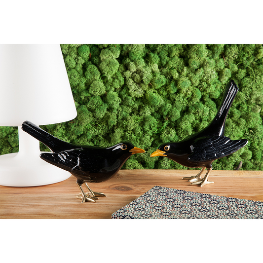 Um Melro, evidentemente